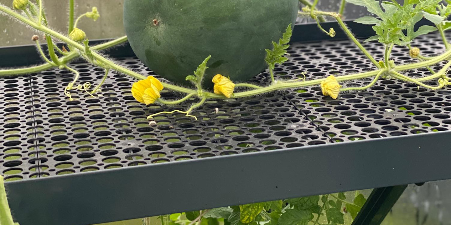 Šiltnamio lentyna aliuminė 40 cm su įdėklais | Gardenis