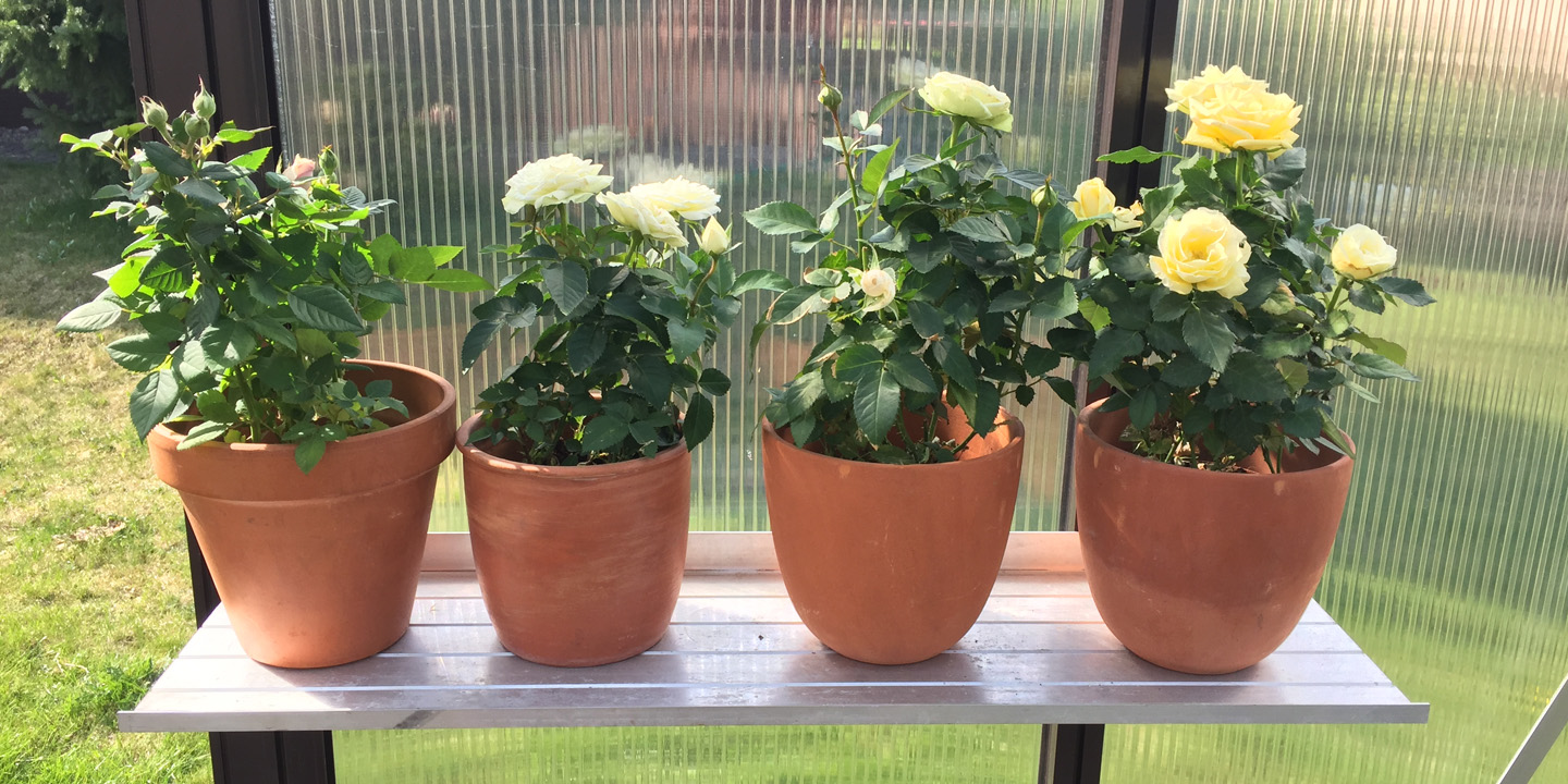 Aliuminė šiltnamio lentyna 20 cm nedažyta | Gardenis