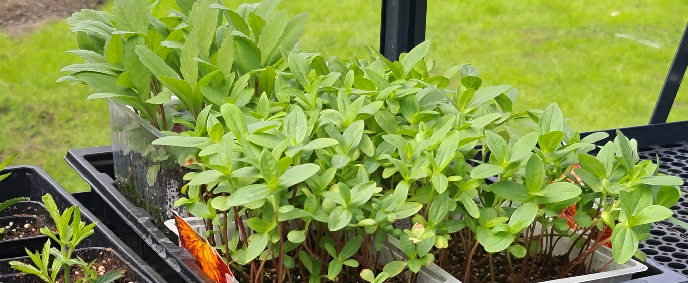 Šiltnamio lentyna aliuminė 40 cm su įdėklais | Gardenis