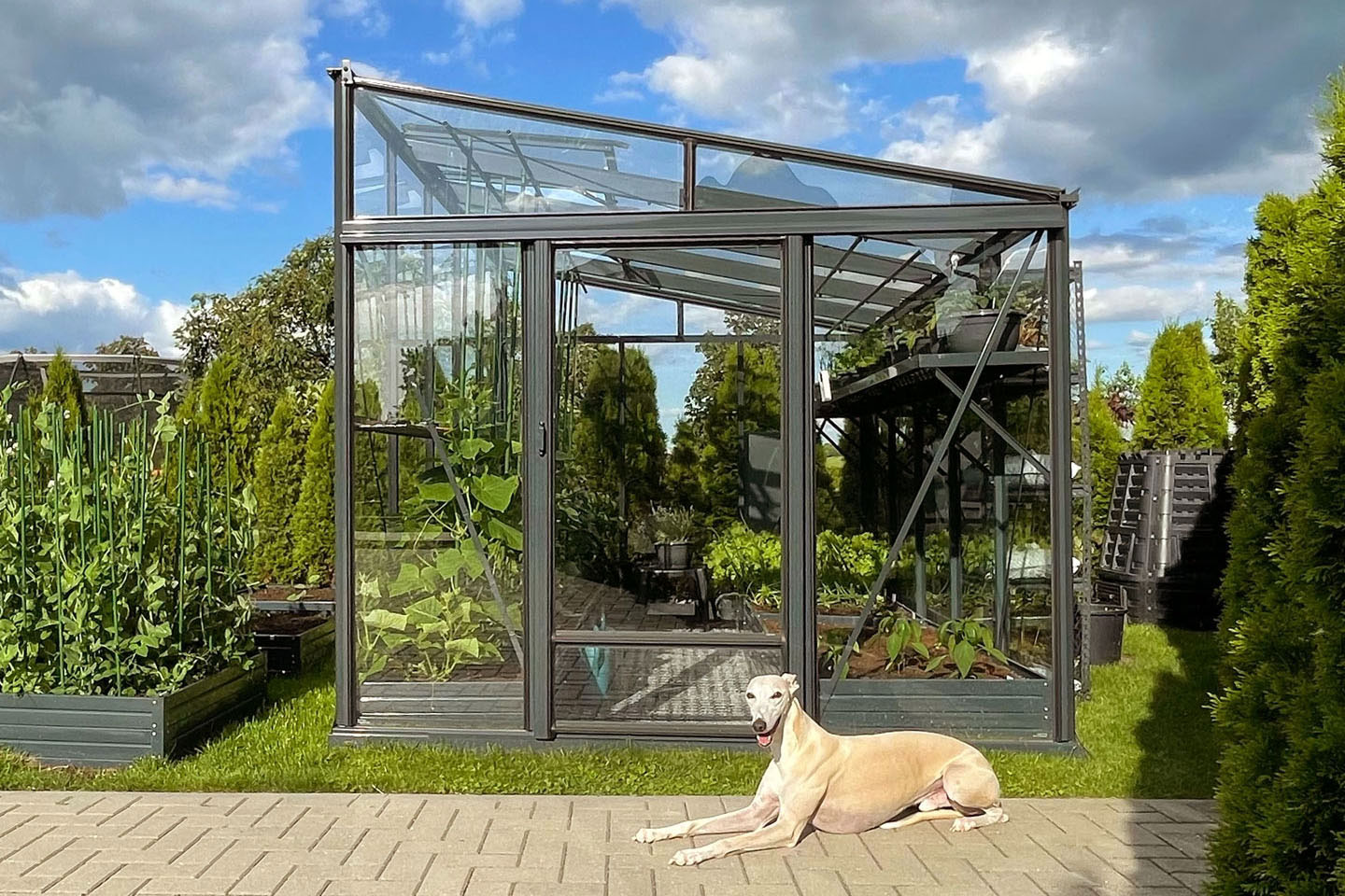 Vienšlaitis stiklinis šiltnamis MARIUS 233x238 | Gardenis