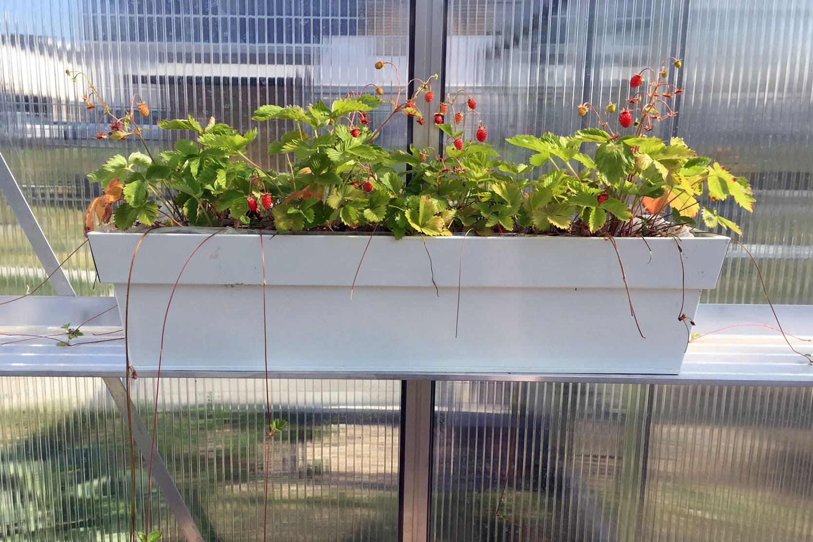 Aliuminė šiltnamio lentyna 20 cm | Gardenis