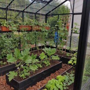 Šiltnamio lysvės, išplanavimas gardenis